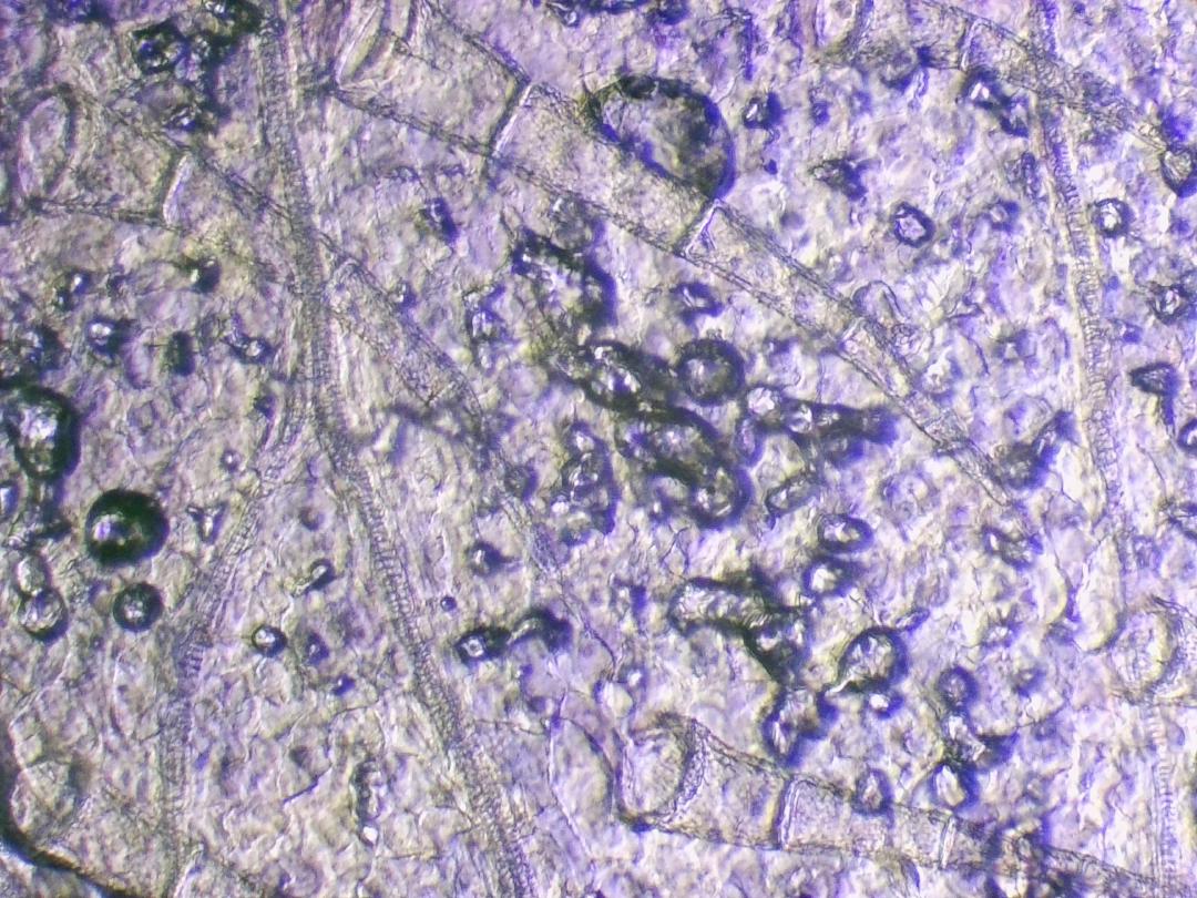 Grassette commune Grassette commune