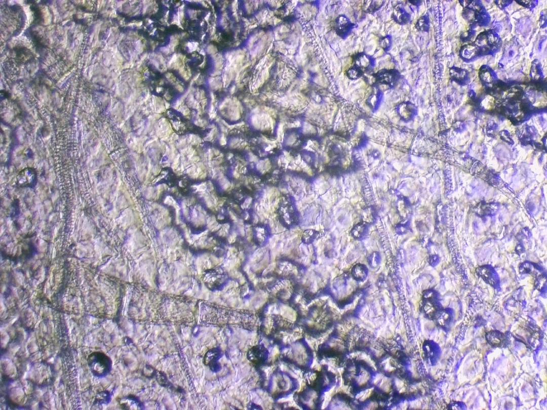 Grassette commune Grassette commune