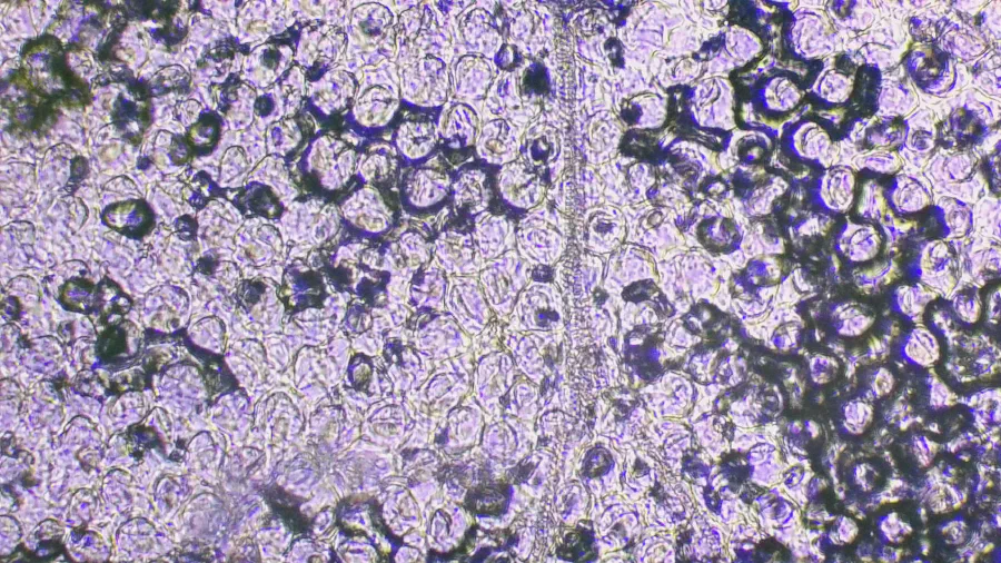 Image de couverture pour Grassette commune