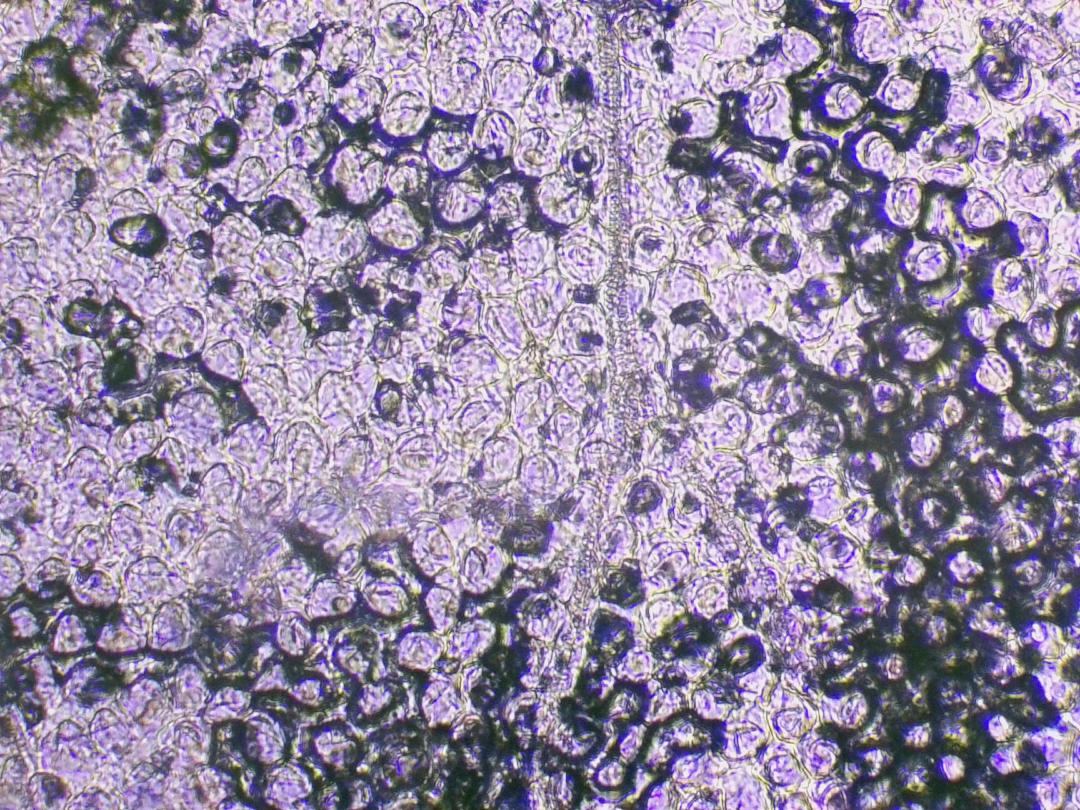 Grassette commune Grassette commune