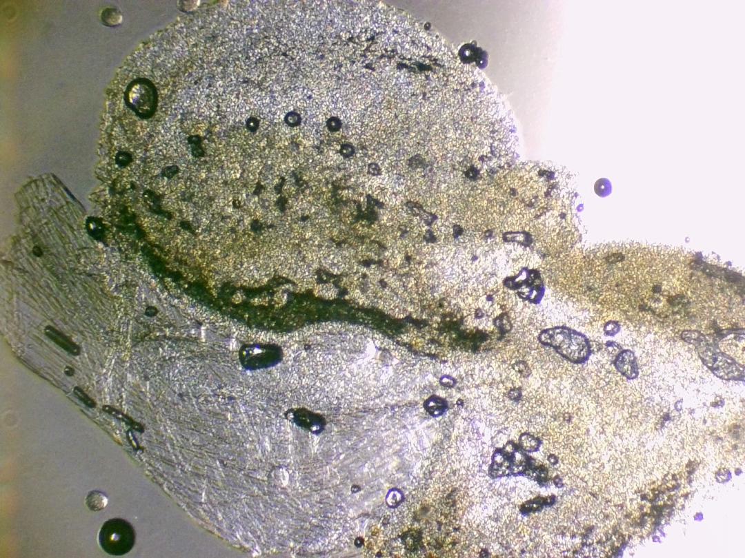 Grassette commune Grassette commune