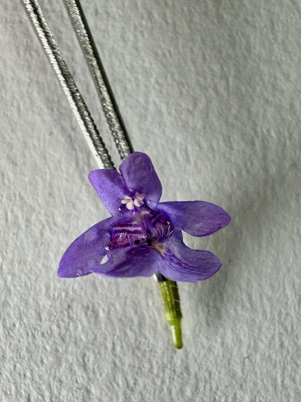 Grassette commune Grassette commune