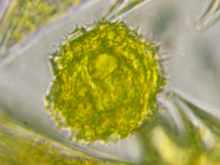 Sonchus