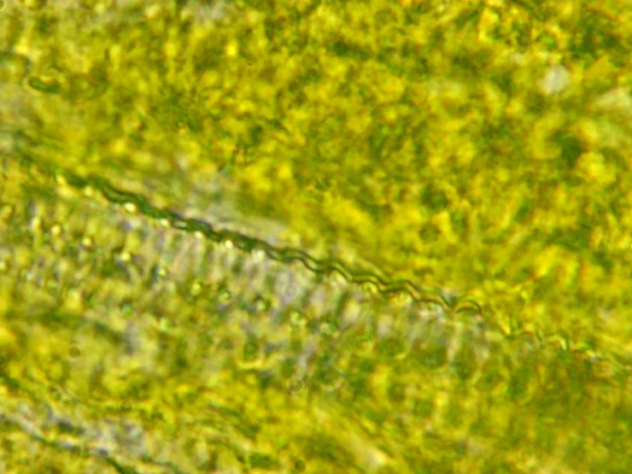 Sonchus