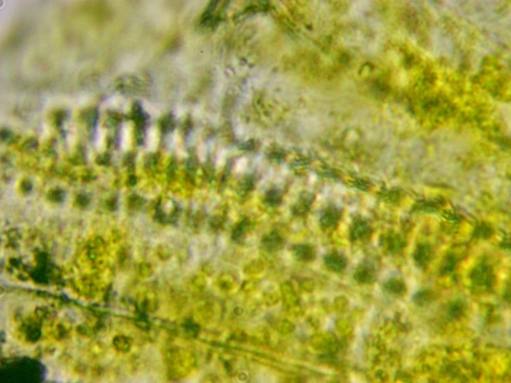 Sonchus Sonchus