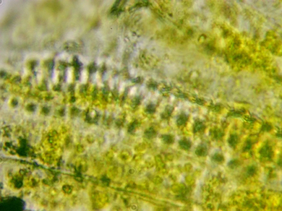 Sonchus