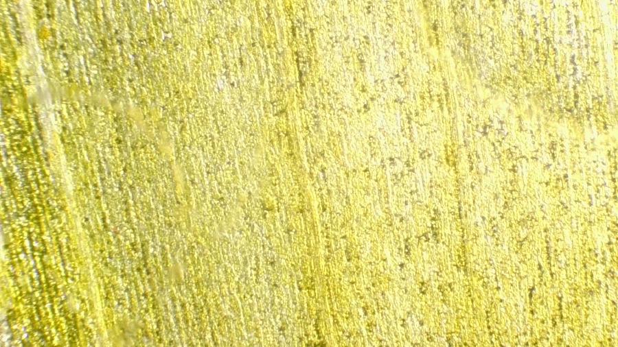 Image de couverture pour Sonchus oleraceus