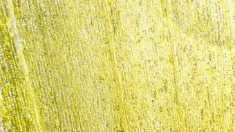 Image de couverture pour Sonchus oleraceus