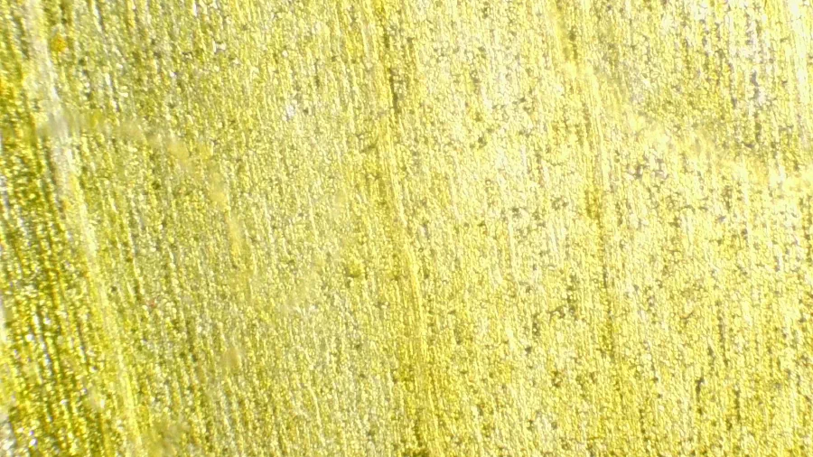 Image de couverture pour Sonchus oleraceus