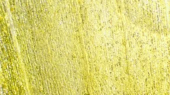 Image de couverture pour Sonchus oleraceus