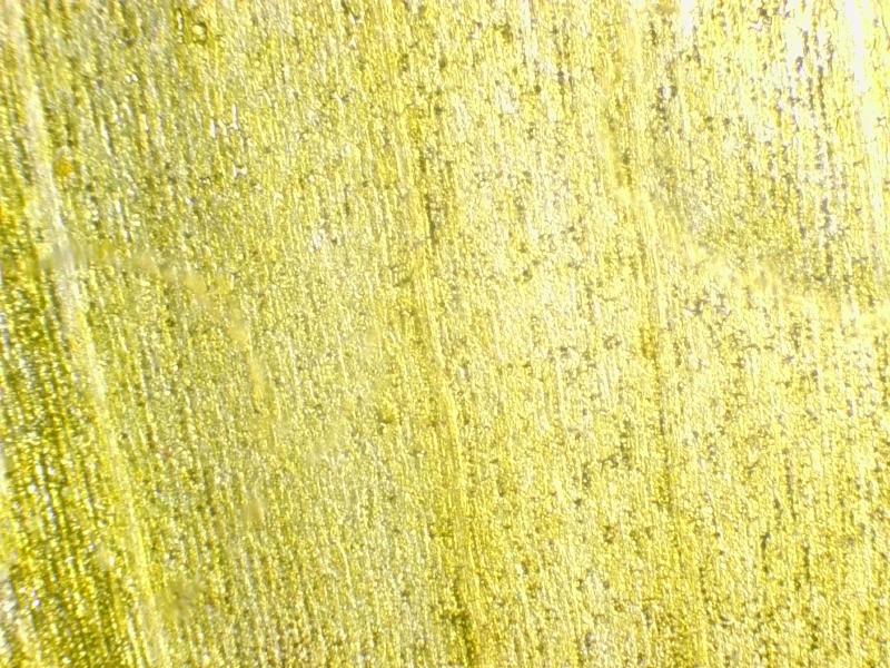 Sonchus