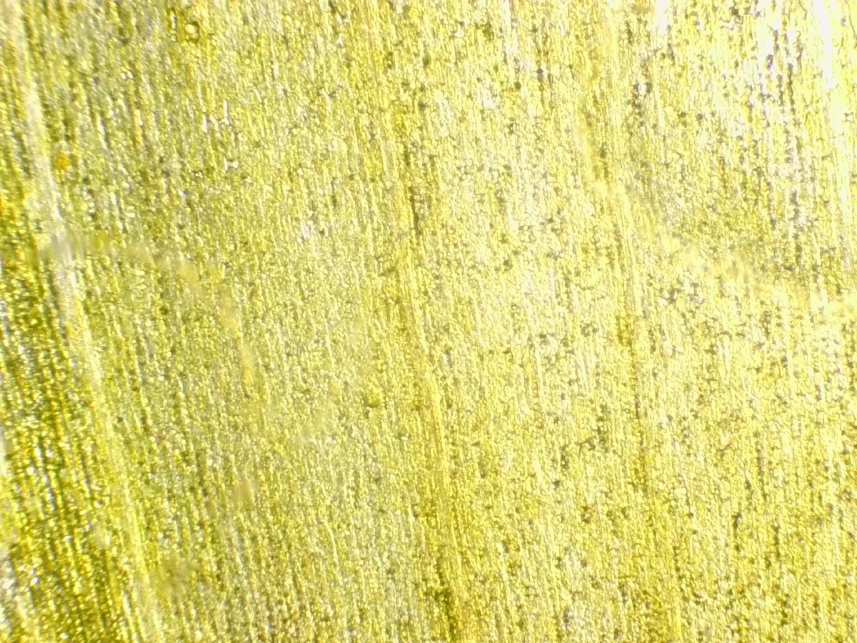Sonchus