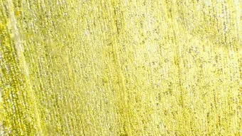 Image de couverture pour Sonchus oleraceus