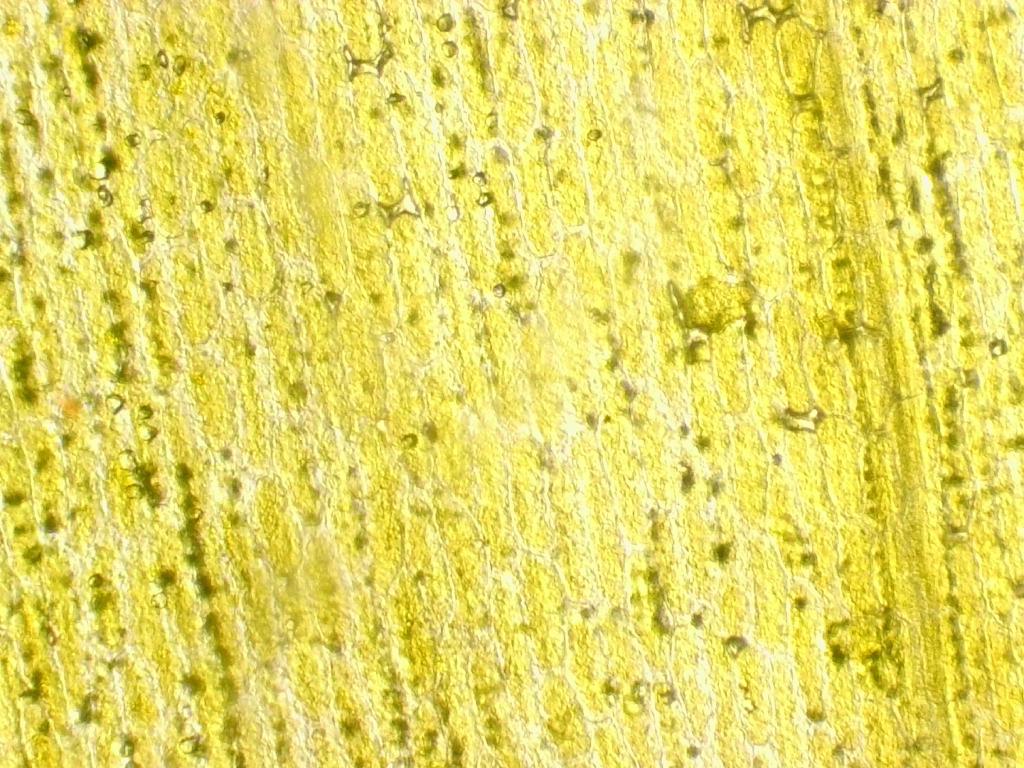 Sonchus Sonchus