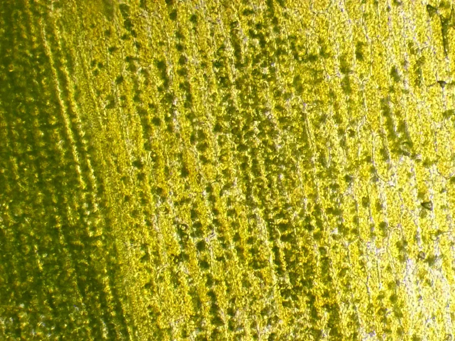Sonchus