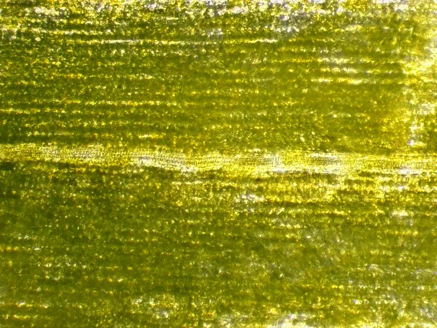 Sonchus