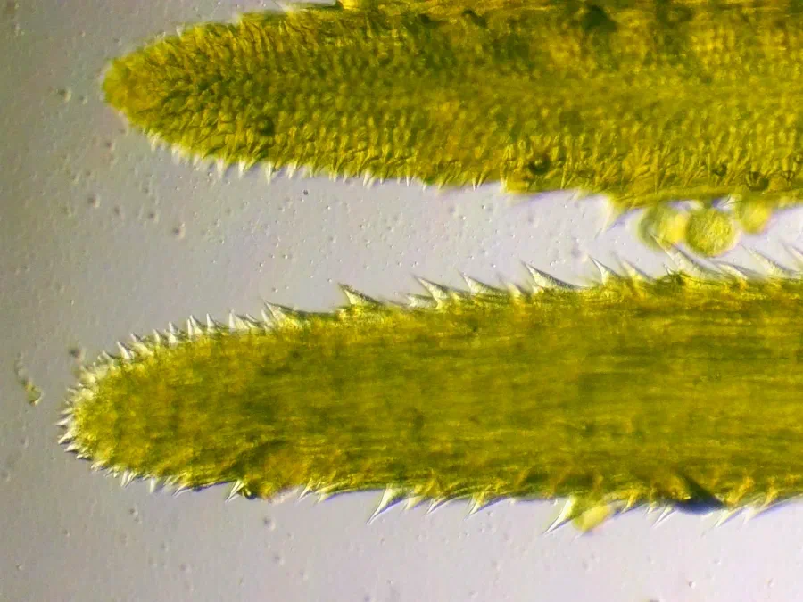 Sonchus