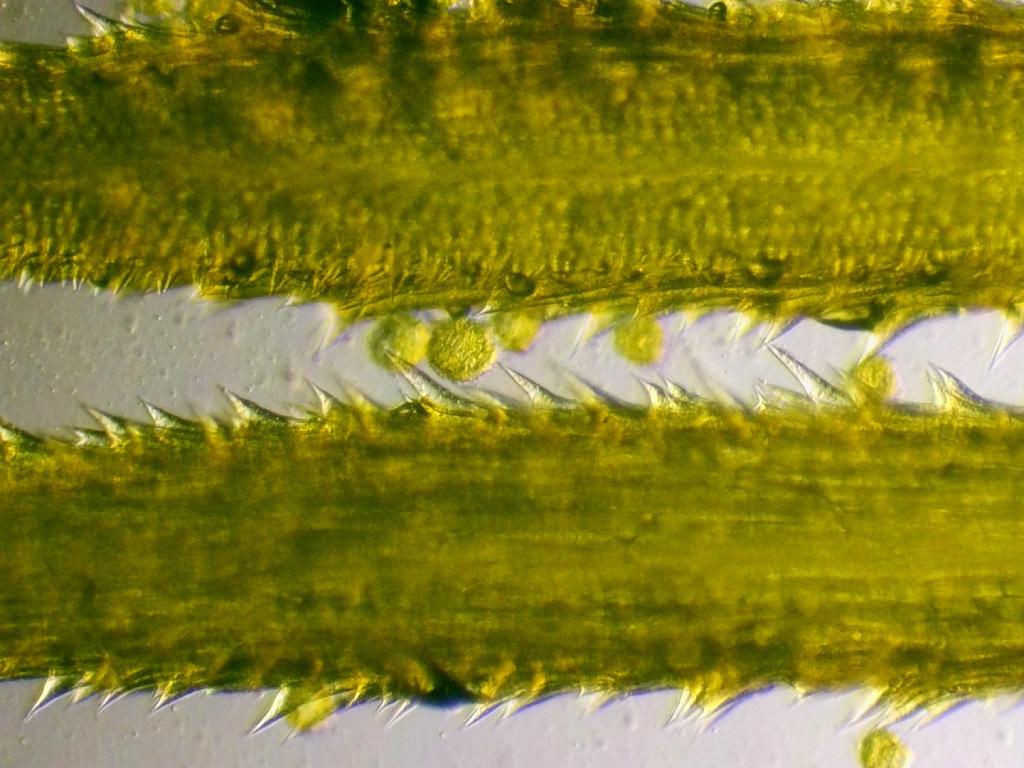 Sonchus Sonchus