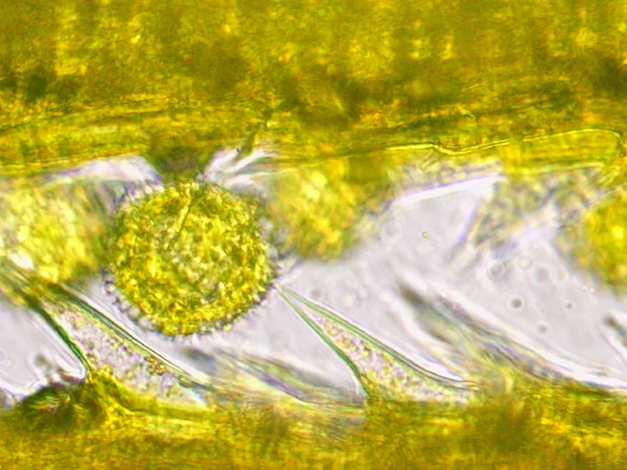 Sonchus