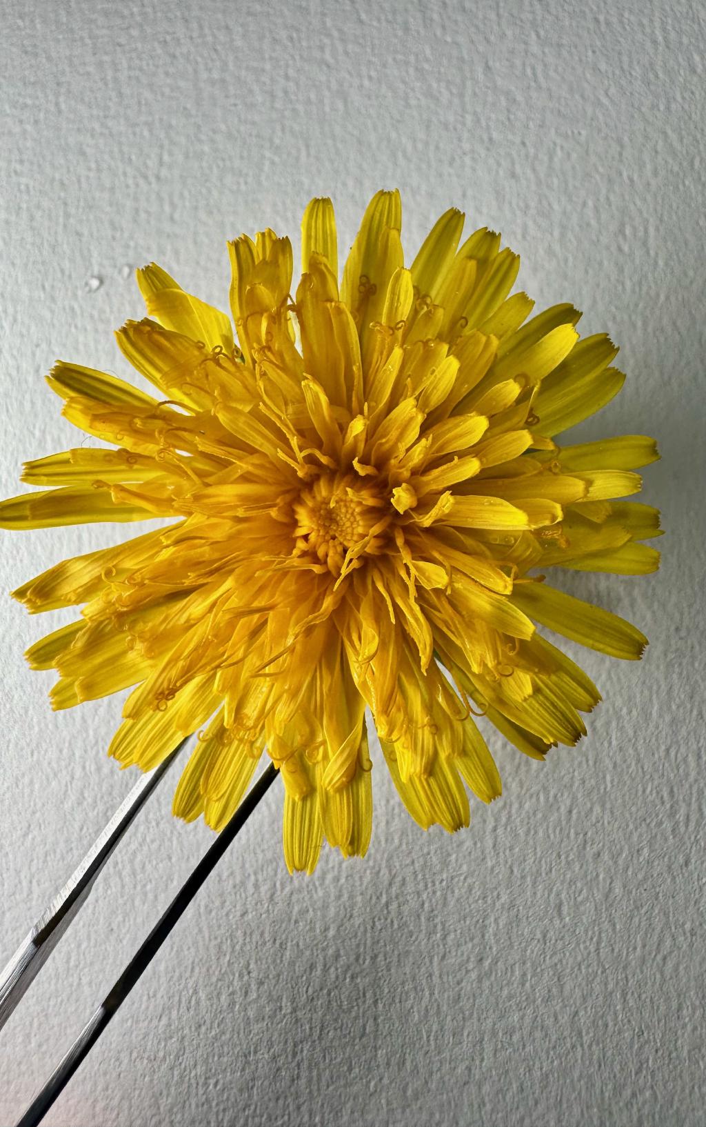 Sonchus Sonchus