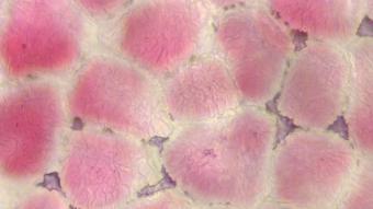 Image de couverture pour Pyrus