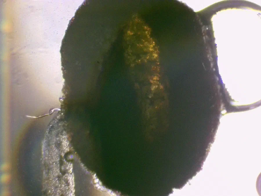 Pyrus