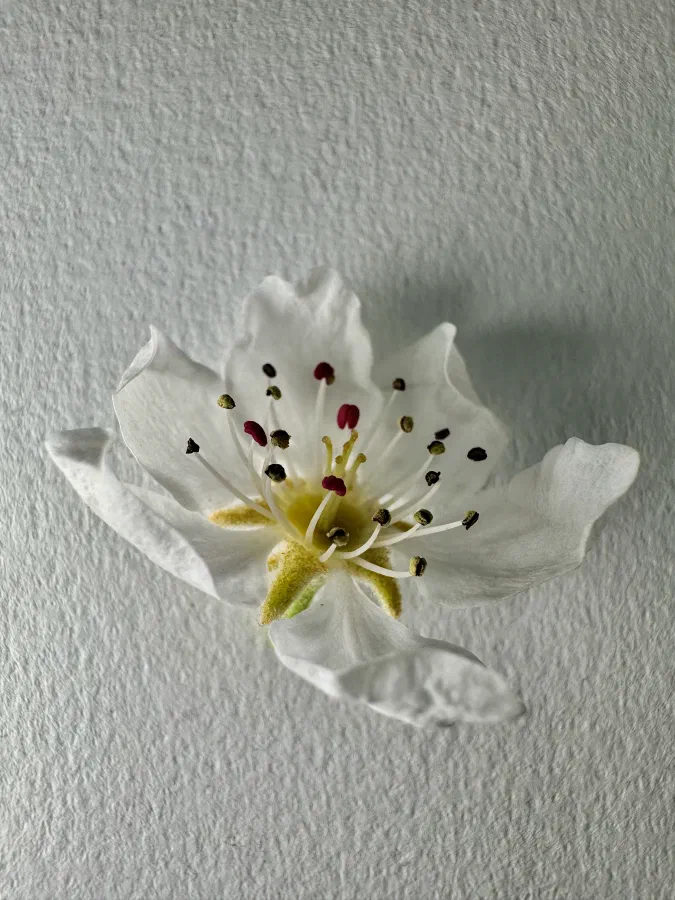 Pyrus