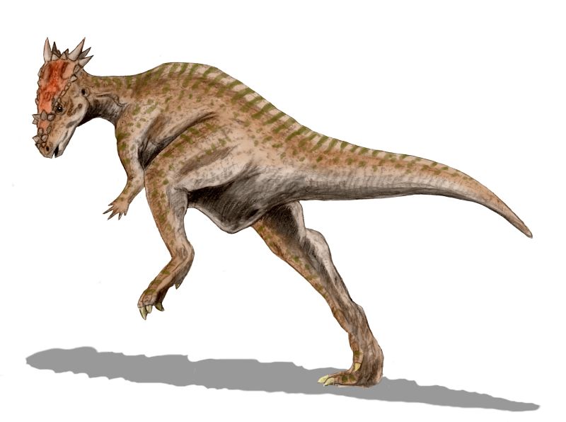 Dracorex hogwartsia Dracorex hogwartsia