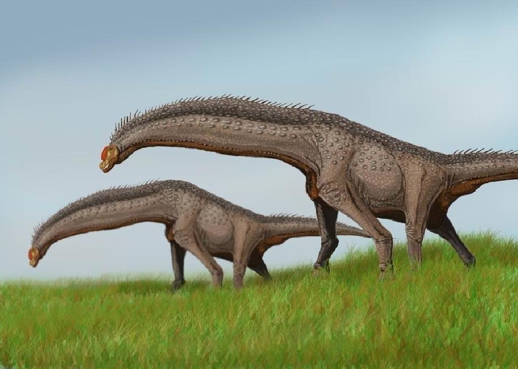 Isisaurus colberti Isisaurus colberti