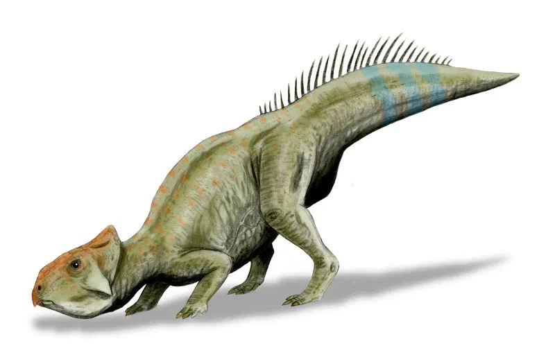 Leptoceratops gracilis