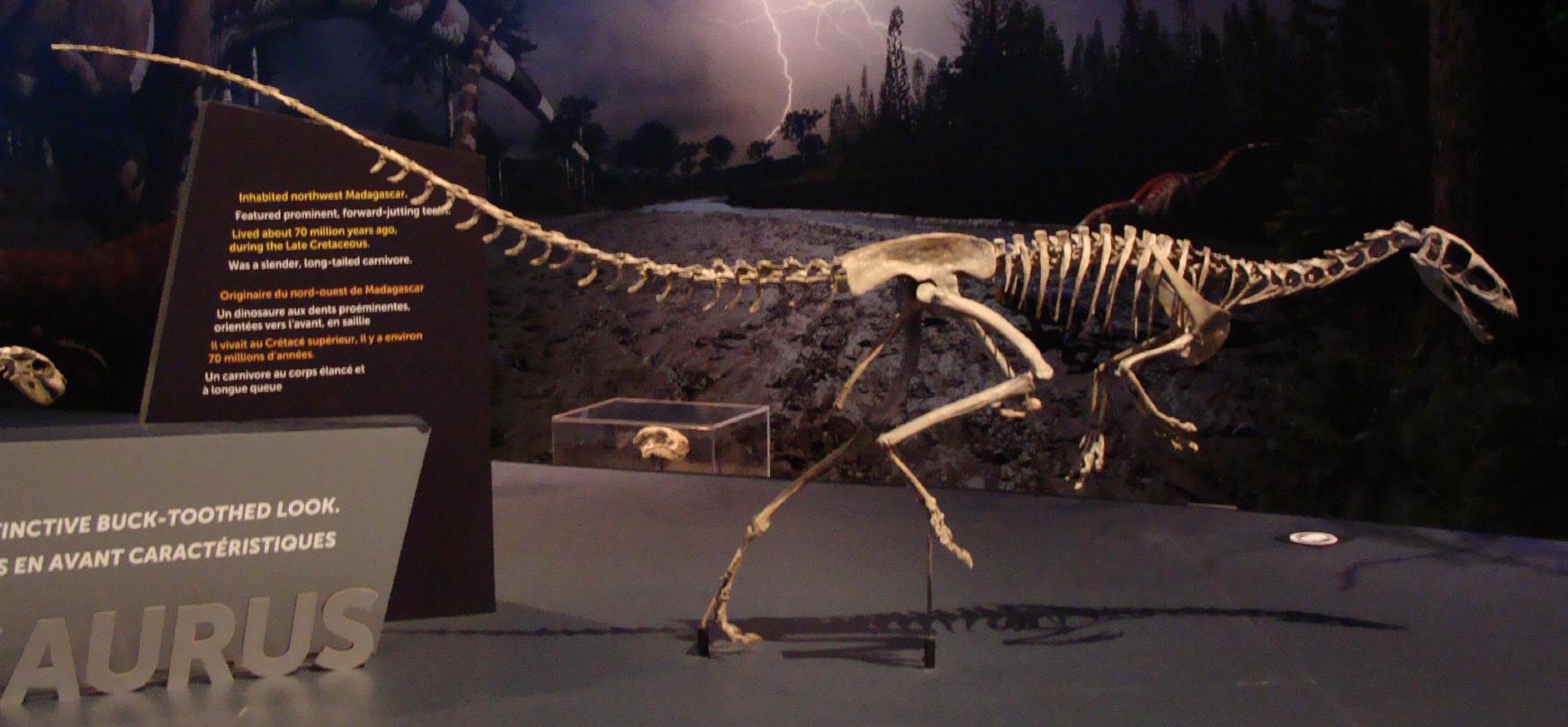 Masiakasaurus knopfleri