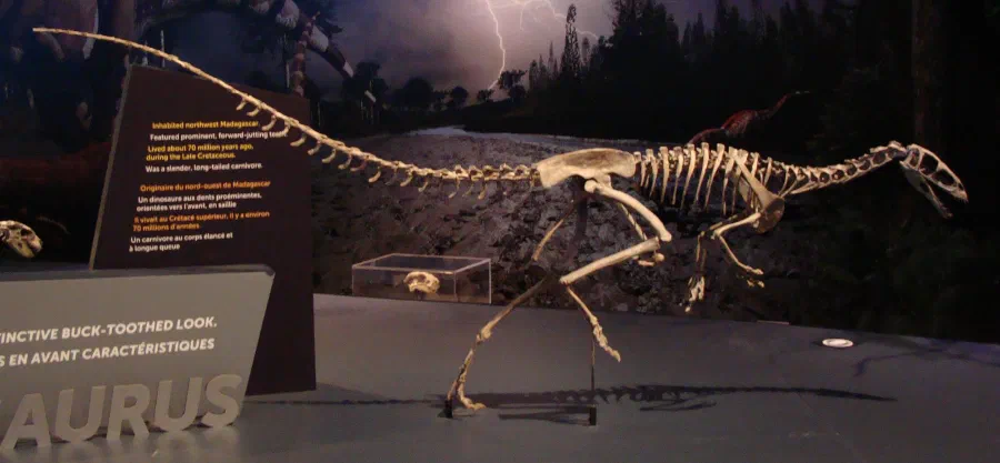 Masiakasaurus knopfleri