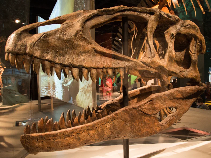 Crâne de *Carcharodontosaurus*
