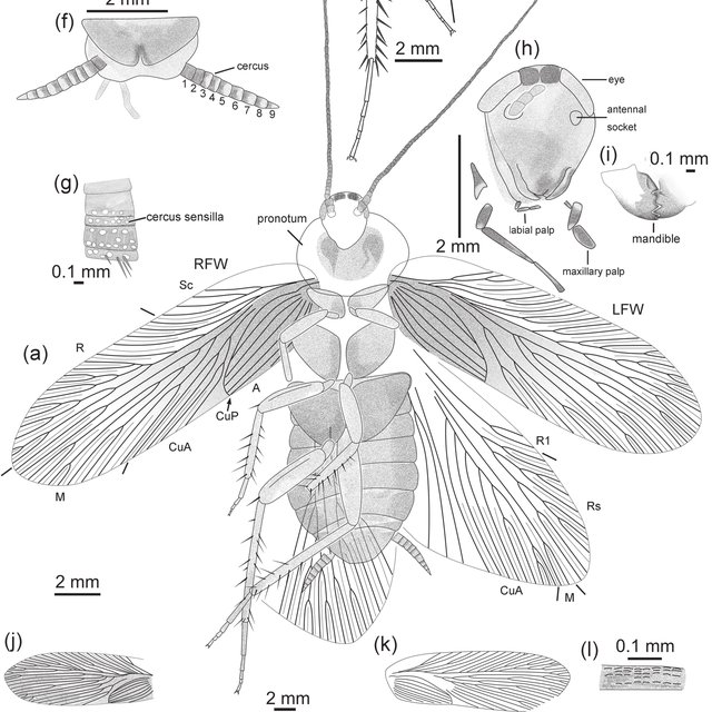 Les clades oubliés du grand public