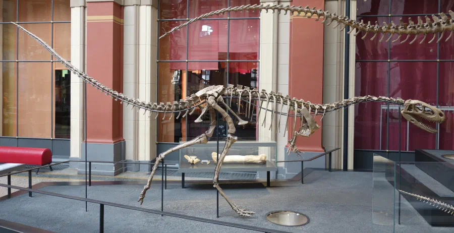 Elaphrosaurus