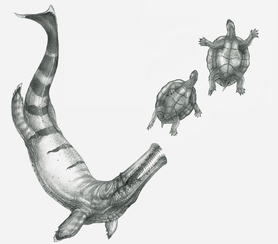 Les clades oubliés du grand public