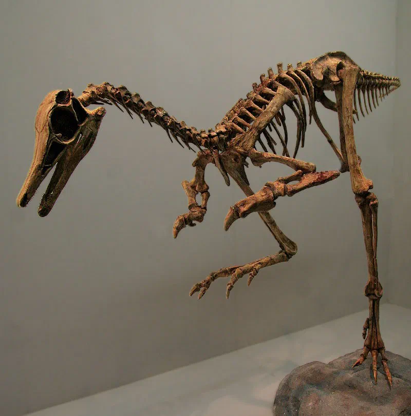 Patagonykus puertai