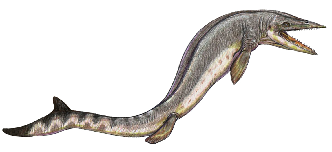 Les clades oubliés du grand public