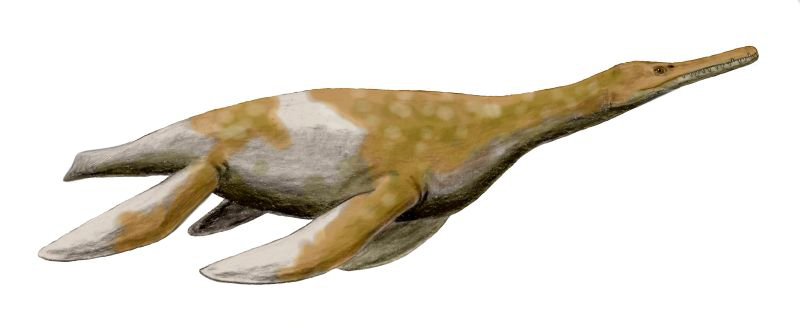 Les clades oubliés du grand public