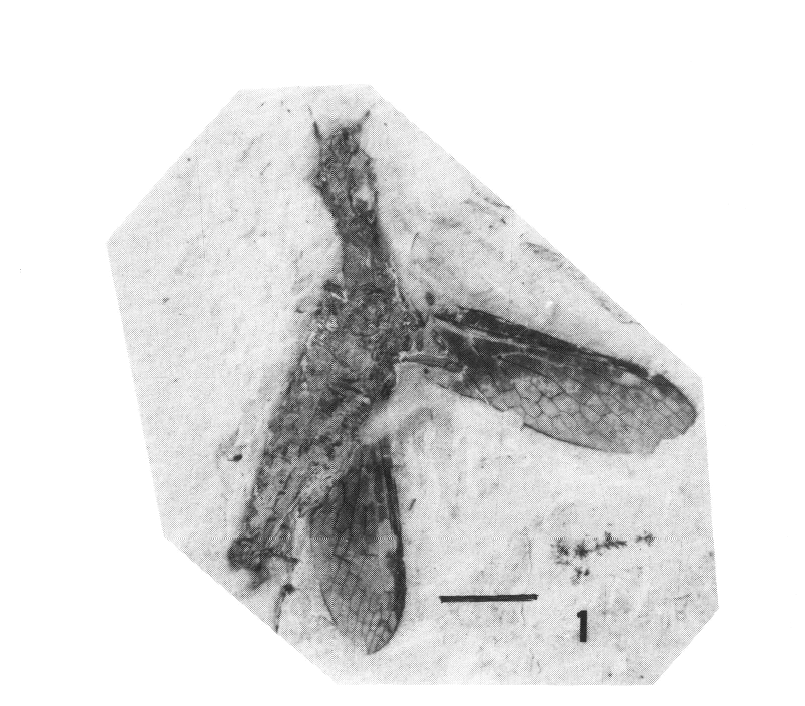 Les clades oubliés du grand public