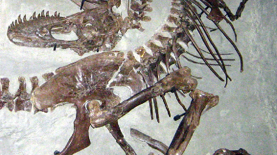 Image de couverture pour À propos de la taphonomie