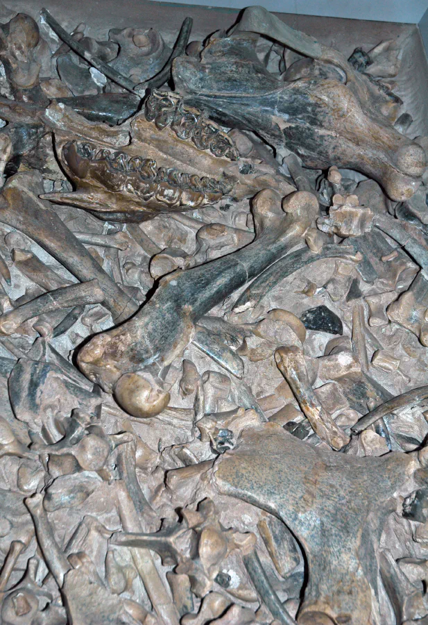 Gisement d'ossements fossiles de rhinocéros du Miocène du Nebraska, Etats-Unis. (exposé au public, Carnegie Museum of Natural History, Pittsburgh, Pennsylvanie, Etats-Unis)