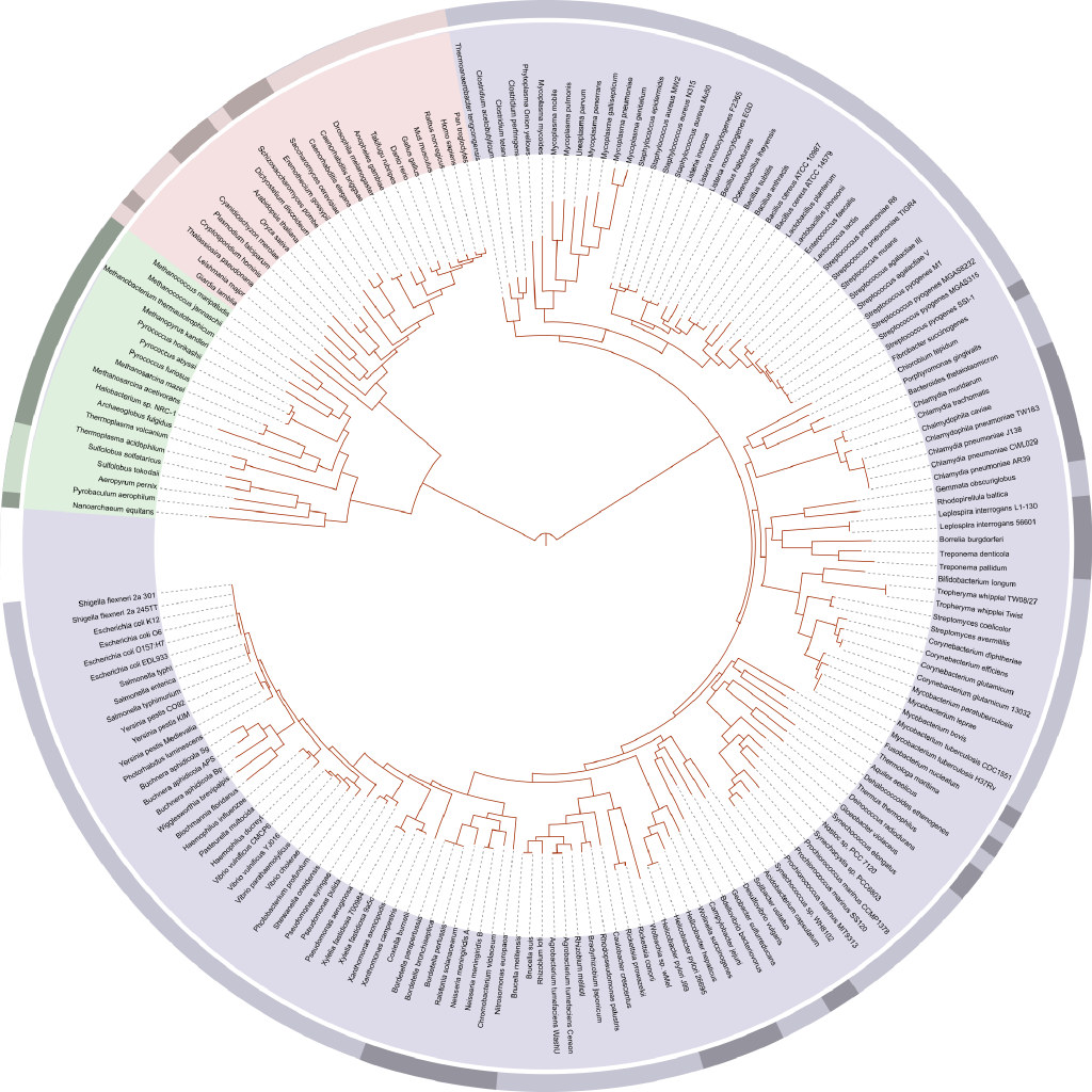 _Image #1_: Arbre phylogénétique, basé sur le génome d'après Ciccarelli et al. (2006), mettant en évidence les trois domaines du vivant : les eucaryotes en rose (animaux, champignons, plantes et protistes), les bactéries en bleu, et les archées en vert. Contributeurs Wikipédia. « Arbre phylogénétique », Wikipédia, janvier 2021. <https://fr.wikipedia.org/w/index.php?title=Arbre_phylogénétique&oldid=178645405> Xf472R