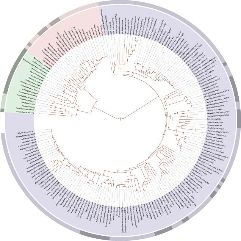 _Image #1_: Arbre phylogénétique, basé sur le génome d'après Ciccarelli et al. (2006), mettant en évidence les trois domaines du vivant : les eucaryotes en rose (animaux, champignons,  plantes et protistes), les bactéries en bleu, et les archées en vert. Contributeurs Wikipédia. « Arbre phylogénétique », Wikipédia, janvier 2021. <https://fr.wikipedia.org/w/index.php?title=Arbre_phylogénétique&oldid=178645405> Xf472R