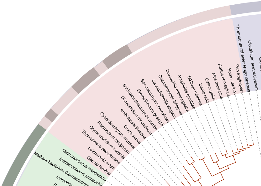 Dans l'Arbre du Vivant qSydX2