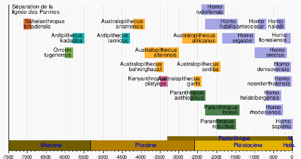 _Image #2_: Les Hominines au cours du temps (échelle : milliers d'années). Contributeurs Wikipédia. « Histoire évolutive de la lignée humaine », Wikipédia, janvier 2021. <https://fr.wikipedia.org/w/index.php?title=Histoire_évolutive_de_la_lignée_humaine&oldid=179163127> QzgyFt