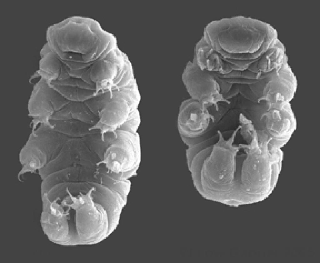 *Image #10*: Tardigrades de l'espèce *Hypsibius dujardini*. Contributeurs Wikipédia. « Hypsibius dujardini », Wikipédia, janvier 2021. <https://fr.wikipedia.org/w/index.php?title=Hypsibius_dujardini&oldid=178951705> QIjIWs