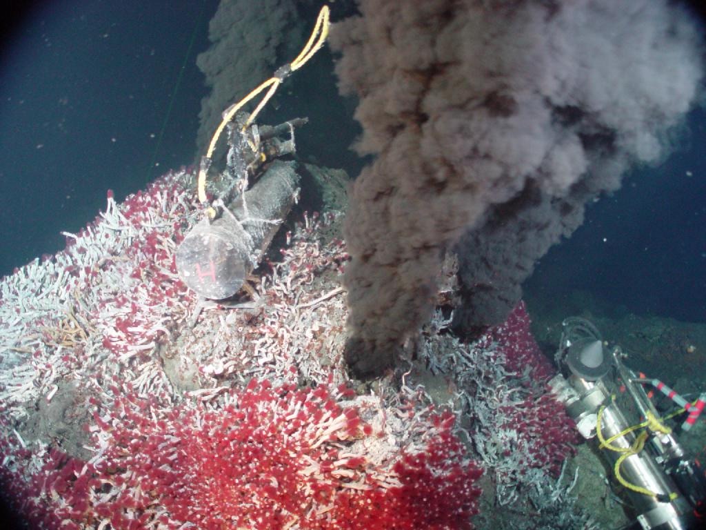 _Image #11_: Une communauté de vers tubicoles géants à la base d'un mont hydrothermal. noTpad