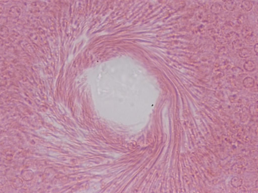 Testicule de lapin, objectif 40x Testicule de lapin, objectif 40x