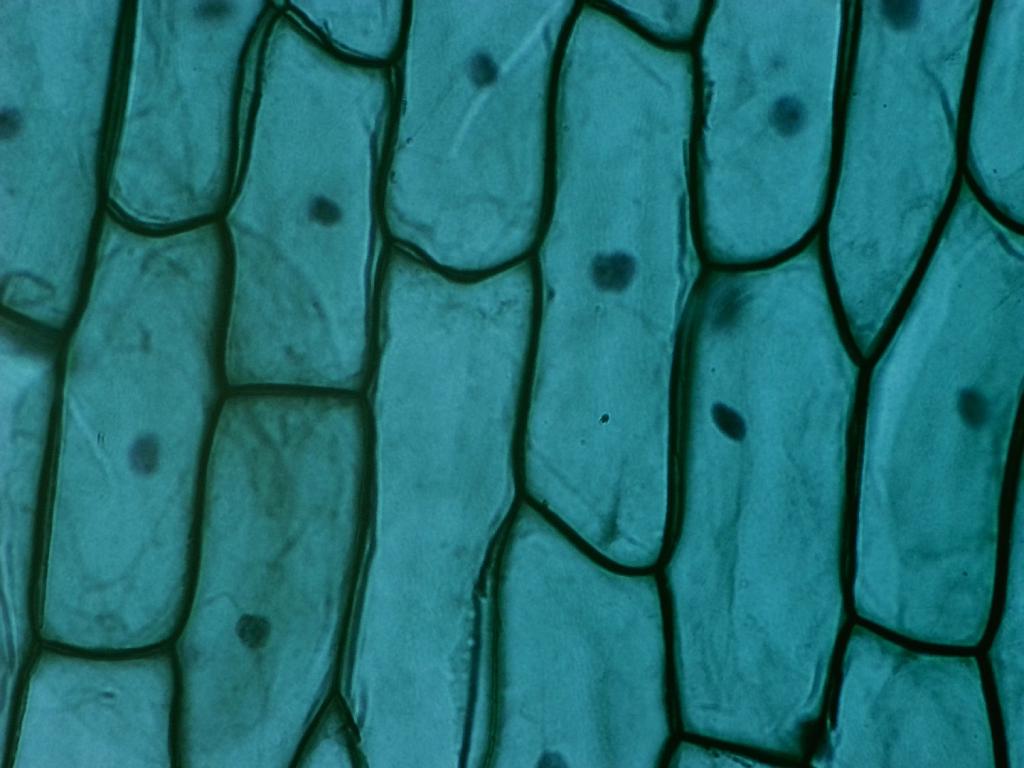 Épithélium d'oignon, objectif 10x Épithélium d'oignon, objectif 10x